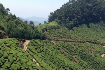 Bild zeigt Beitragsheader: Tee - Der Anbau von Tee